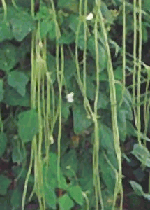 Long Beans 3